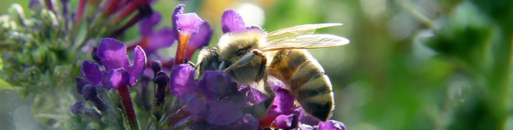 Bienen, Imkervereine, Honig Imkerverein Sulzbuerg